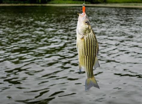 Striped Bass Stock Photos, Pictures & Royalty-Free Images - iStock