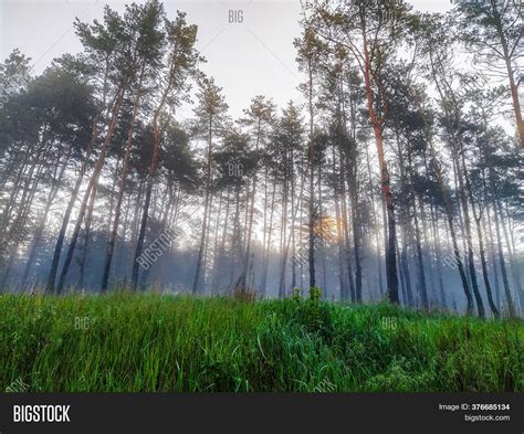 Image Summer Forest Image & Photo (Free Trial) | Bigstock