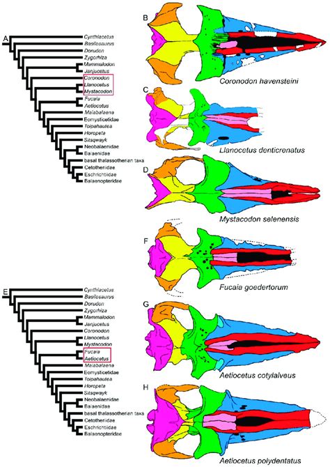 Diversity of mysticete skulls in dorsal view. (A) Phylogenetic ...