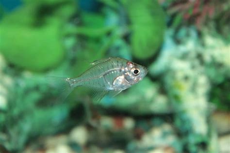 Glass Fish (Parambassis ranga) Care Sheet - Aquariadise