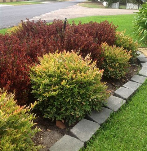 Coprosma Pacific Sunset's lovely red foliage stands out nicely ...