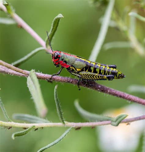 Rainbow Grasshopper stock image. Image of leaf, brown - 81432937