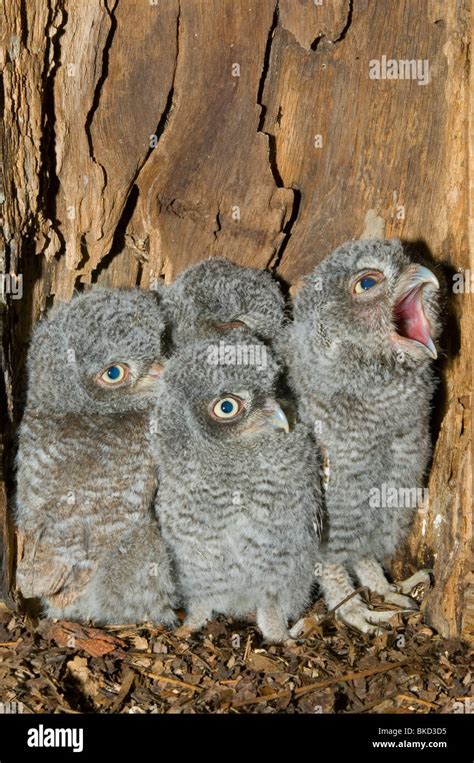 Eastern Screech Owl Young in cavity nest 3 1/2 weeks old Otus Megascops asio E NA, by Bill Lea ...