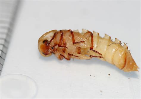 Mealworm/Darkling Beetle (Tenebrio molitor), pupa | Captive … | Flickr