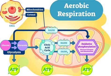 What stage of aerobic respiration requires ATP?