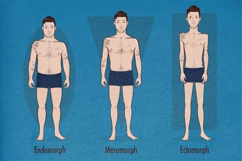 Which of the Following Describes an Endomorph Body Type - CeliakruwHeath