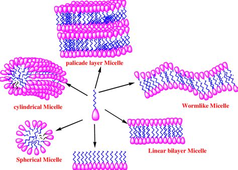 Fig1.1. 6: Types of micelle (Red for head and blue for tail) | Download ...