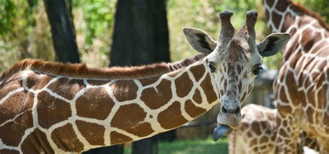 Fort Worth Zoo • Your Guide to America