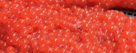 Tips For Curing Salmon Eggs - Becharof Lodge On The Egegik River