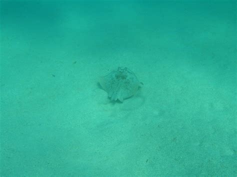 Ningaloo Reef Diving | Around the World and Back