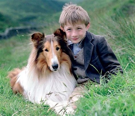 Lassie Dog