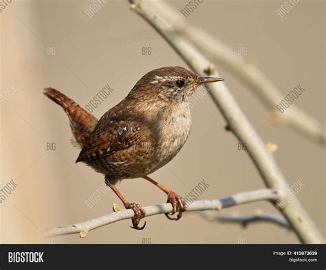 Winter Wren Natural Image & Photo (Free Trial) | Bigstock