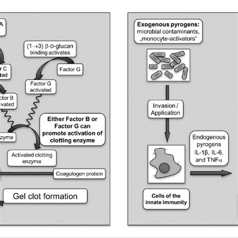 The biological principle of the "Monocyte Activation Test" as defined ...