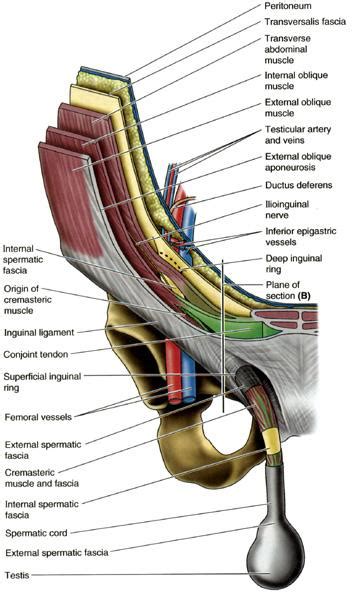 Inguinal Canal - Gastrointestinal - Medbullets Step 1