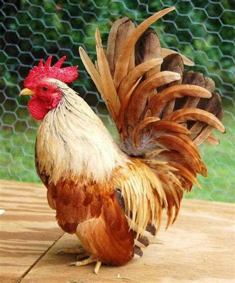 Pin by Submissivenes on Owls and Roosters | Fancy chickens, Chickens ...