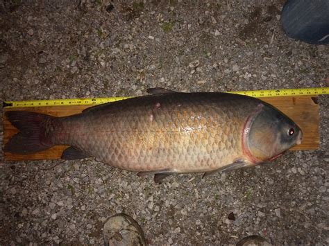 Angler nabs state-record bigmouth buffalo on Shiawassee River