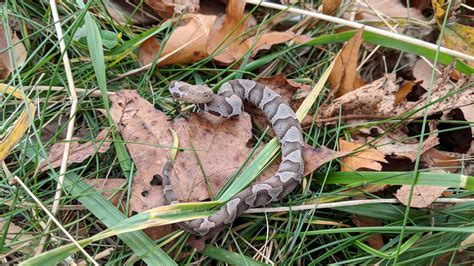 Is this a young copperhead? Found in Eastern Pennsylvania, maybe a ...