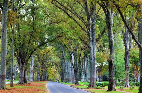 Willow Oak Trees Photograph by Jill Lang - Pixels