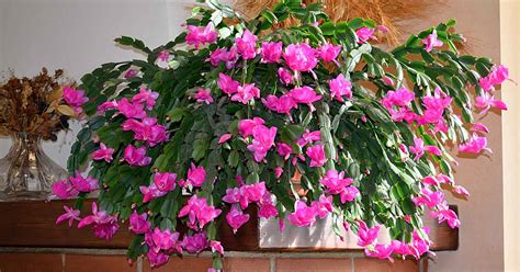 How to Make a Christmas Cactus Bloom | Gardener’s Path