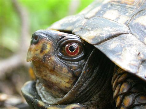 Free photo: Turtle head - Closeup, Eyes, Head - Free Download - Jooinn