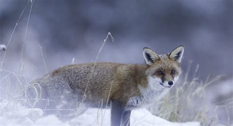 Membership | Somerset Wildlife Trust