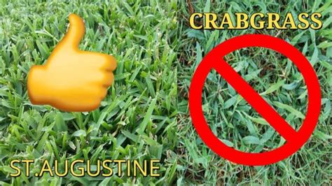 Effective Methods For Killing Crabgrass In St. Augustine Grass ...