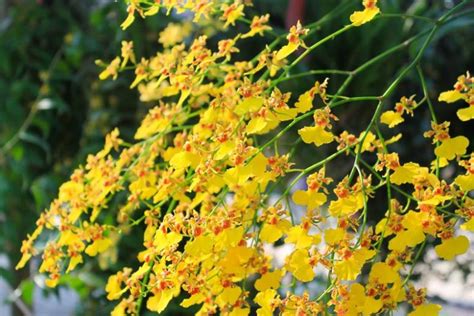 Oncidium (Orchids)