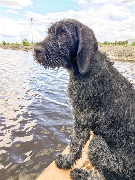 German wirehaired pointer : r/Hunting