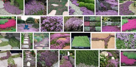 *Creeping Thyme - Ground Cover* | Ground cover, Creeping thyme, Garden