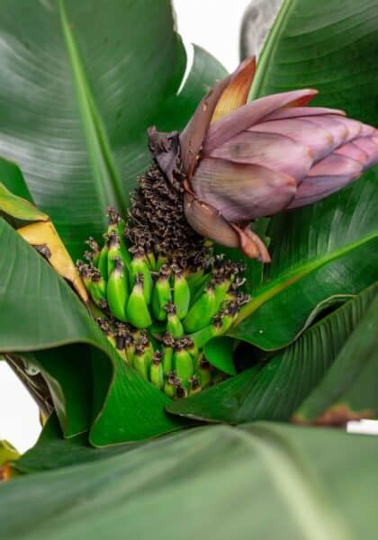 Dwarf cavendish banana tree care essentials 🍌 🌱 Unlock a bounty of bananas!