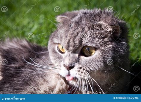 Lovable Scottish fold cat stock image. Image of cute - 52308603