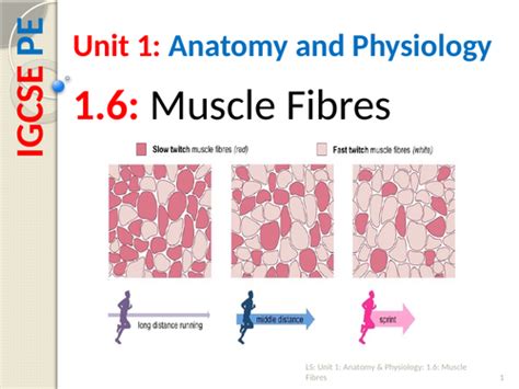 IGCSE PE (new spec 2018) 1.6. Muscle fibre types | Teaching Resources