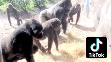 What is the gorilla vs snake TikTok? Animal face-off goes viral - Dexerto