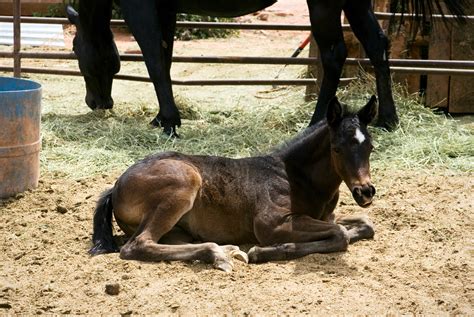 Glycogen Branching Enzyme Deficiency (GBED) in Horses | Mad Barn