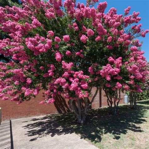 Pink Crape Myrtle For Sale | Compare Best Prices | Top Nurseries