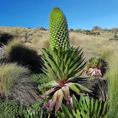 mount kenya summit 4 - Mount Kenya Climbing, trekking Mount Kenya