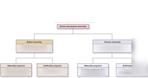 Active and Passive Immunity Diagram | Quizlet