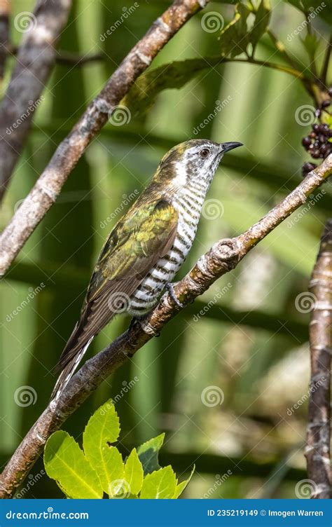 Shining Bronze Cuckoo on Migration in New Zealand Stock Image - Image of animals, feather: 235219149