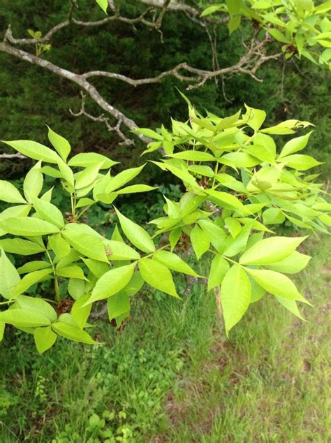 Identifying Pignut Hickory