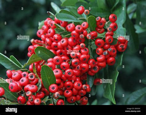 poisonous red berries in a Green Bush in winter Stock Photo - Alamy