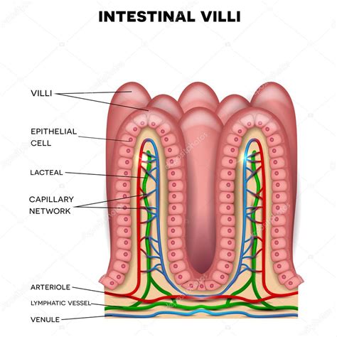 Intestinal Villi Diagram