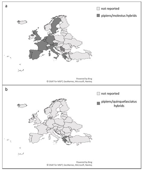 IJERPH | Free Full-Text | The Role of Culex pipiens L. (Diptera: Culicidae) in Virus ...