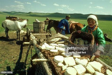 Mongolian nomad woman lying out Aaruul, cheese balls to dry in the ...