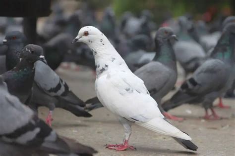 Pigeon Vomiting Treatment | What Causes Vomiting In Pigeons?