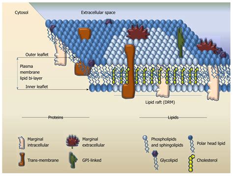 Fatty Acids Lipid Rafts at Jeffery Gonzales blog