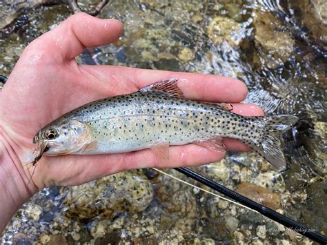 Native Trout Fly Fishing: Bonneville Cutthroat Trout