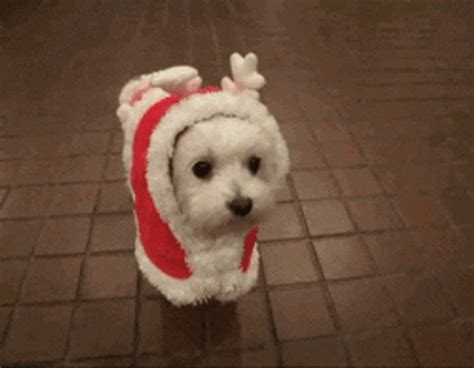 Merry Christmas Cute Puppy GIF | GIFDB.com