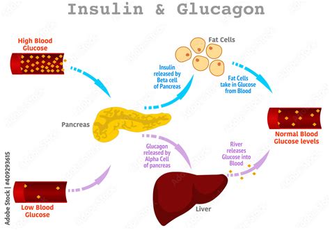 Insulin glucagon. Regulation of high, low blood sugar levels in the ...