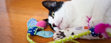 Indoor Cat Games that Can Get your Pet Up and Moving | Hartz