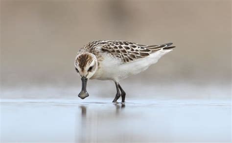 Spoon-billed Sandpiper – birdfinding.info